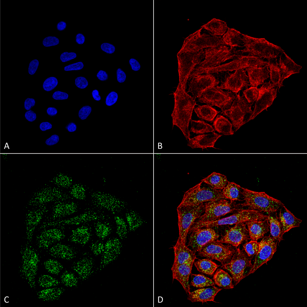 <p>Immunocytochemistry/Immunofluorescence analysis using Mouse Anti-CD74 Monoclonal Antibody, Clone 1B8  (SMC-267). Tissue: Cervical cancer cell line (HeLa). Species: Human. Fixation: 4% Formaldehyde for 15 min at RT. Primary Antibody: Mouse Anti-CD74 Monoclonal Antibody (SMC-267) at 1:100 for 60 min at RT. Secondary Antibody: Goat Anti-Mouse ATTO 488 at 1:200 for 60 min at RT. Counterstain: Phalloidin Texas Red F-Actin stain; DAPI (blue) nuclear stain at 1:1000, 1:5000 for 60 min at RT, 5 min at RT. Localization: Cell membrane, Endoplasmic Reticulum, Golgi apparatus. Magnification: 60X. (A) DAPI (blue) nuclear stain. (B) Phalloidin Texas Red F-Actin stain. (C) CD74 Antibody. (D) Composite.</p>
