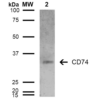 Mouse Anti-CD74 Antibody [6D9] used in Western Blot (WB) on Human Lymphoblastoid cell line (Raji) (SMC-269)