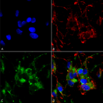 SMC-305_HCN2_Antibody_S71_ICC-IF_Human_Neuroblastoma-cells-SH-SY5Y-Composite-1.png