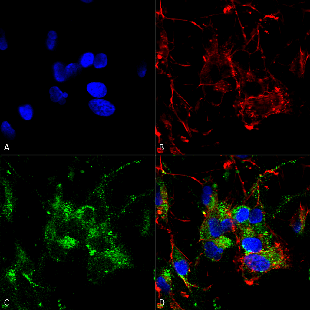 Anti-HCN2 Antibody [S71] Monoclonal IgG1