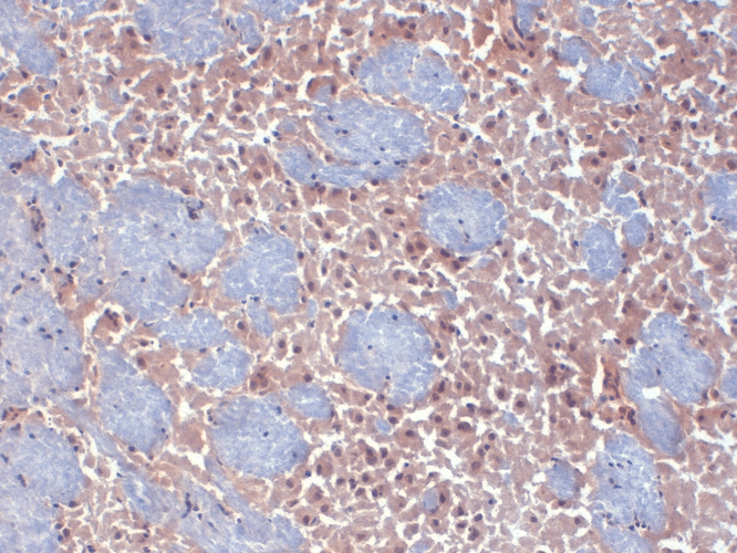 HCN2 Antibody, Clone S71