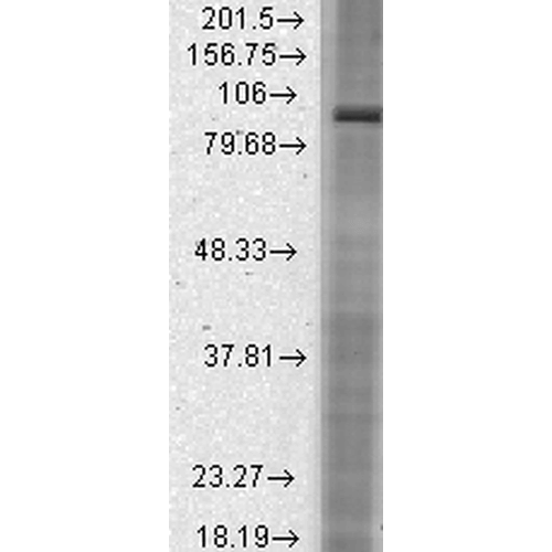 HCN2 Antibody, Clone S71