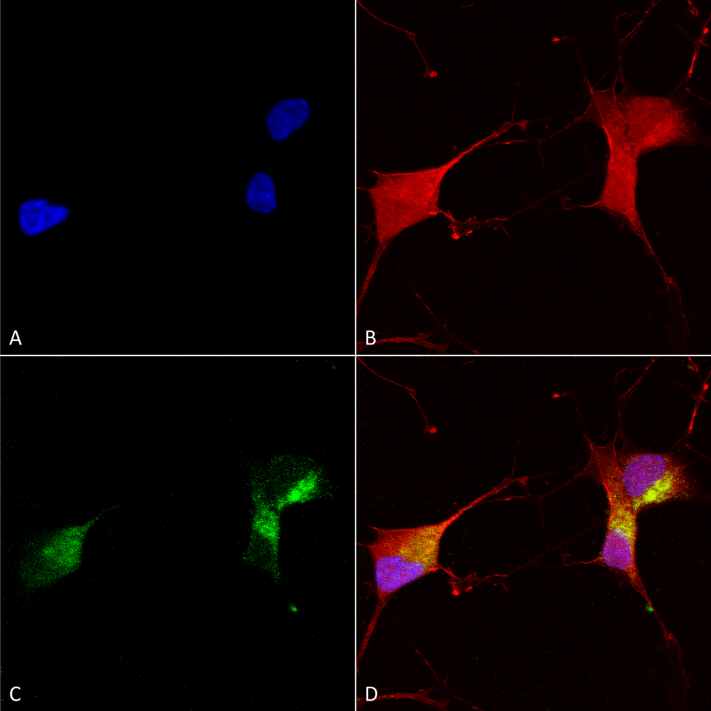 KCNQ1 Antibody, Clone N37A/10