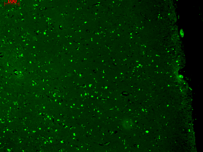 KCNQ1 Antibody, Clone N37A/10