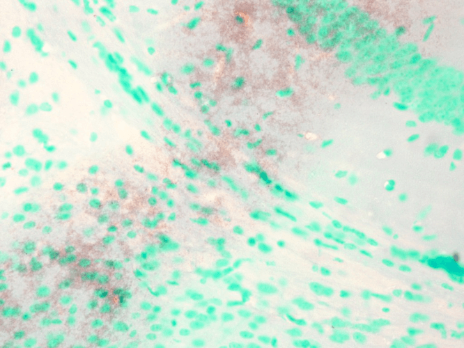 KCNQ1 Antibody, Clone N37A/10