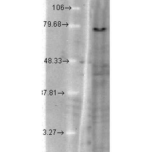 KCNQ1 Antibody, Clone N37A/10