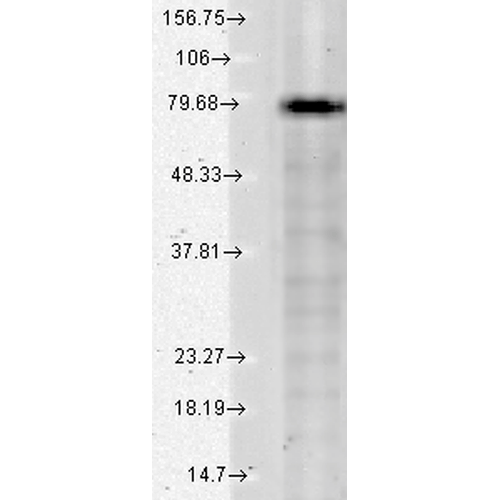 KCNQ1 Antibody, Clone N37A/10