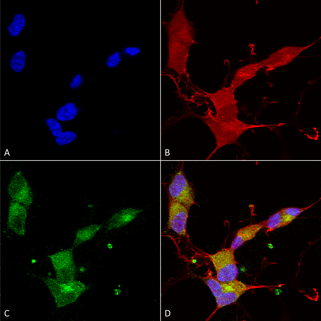 KCNQ4 Antibody, Clone N43/6