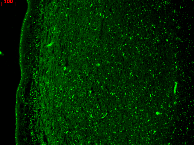KCNQ4 Antibody, Clone N43/6