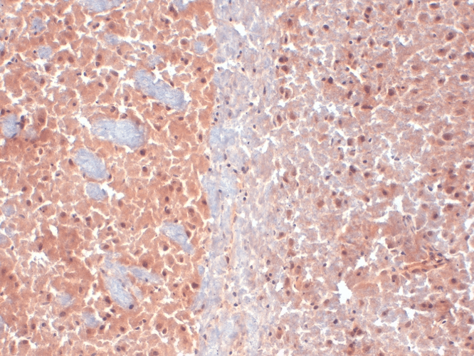 KCNQ4 Antibody, Clone N43/6