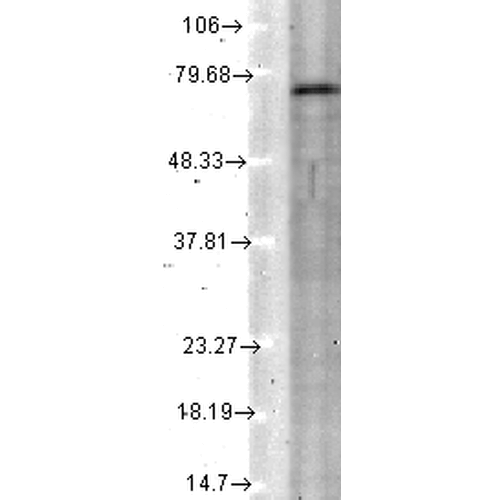 KCNQ4 Antibody, Clone N43/6
