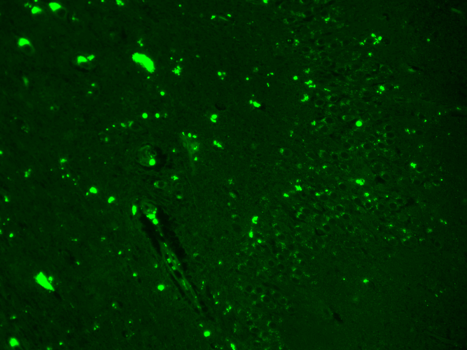 Nav1.7 Antibody, Clone N68/6