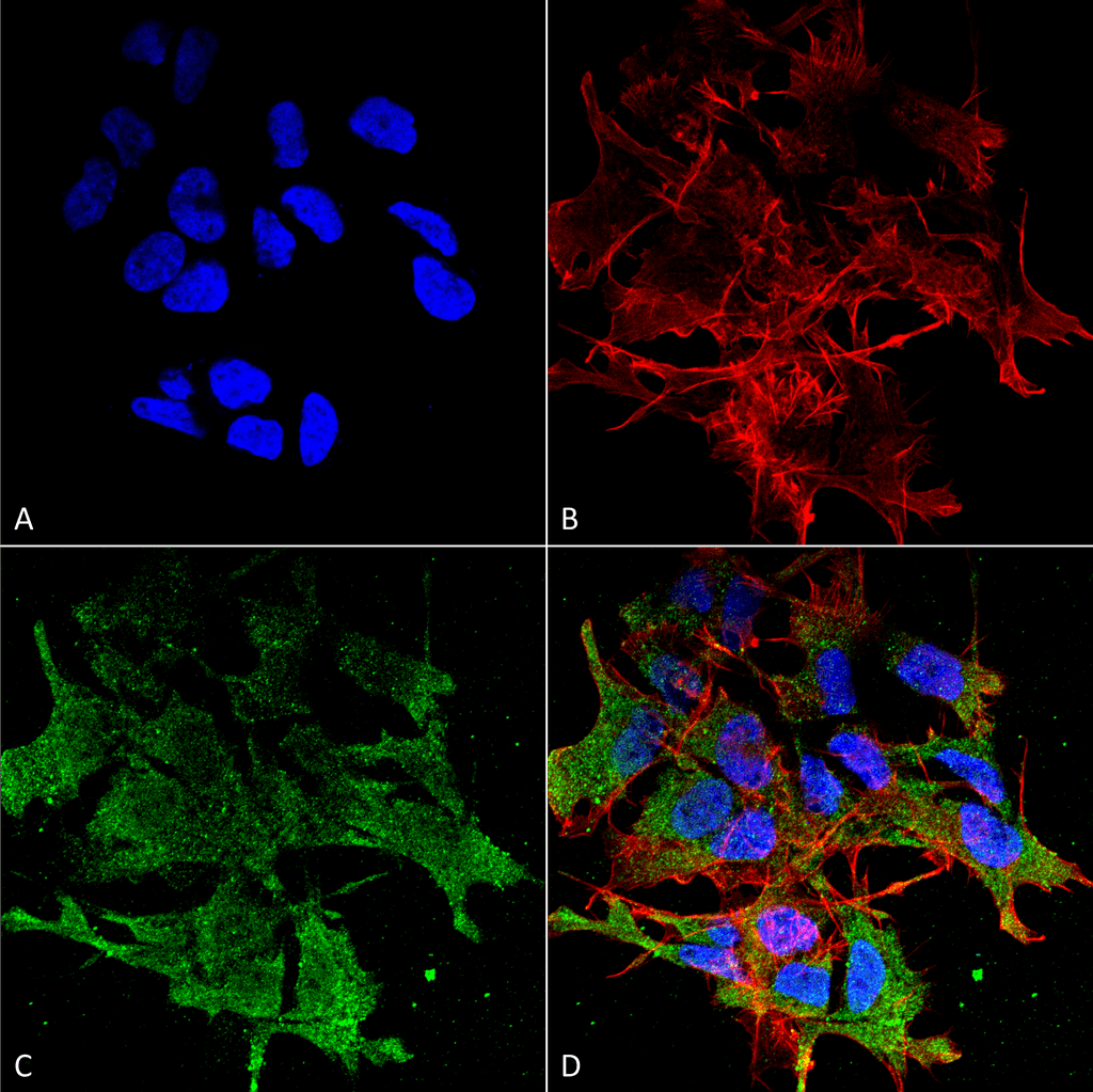 SHANK Antibody, Clone N23b/49