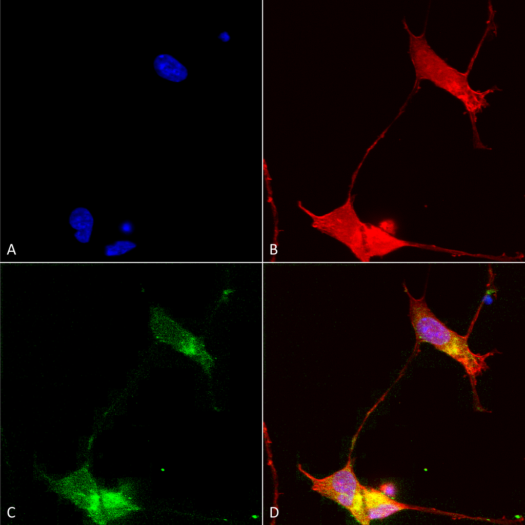 SHANK Antibody, Clone N23b/49