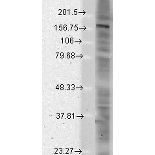 SHANK Antibody, Clone N23b/49