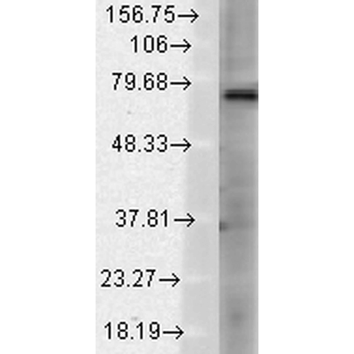TRPV3 Antibody, Clone N15/39