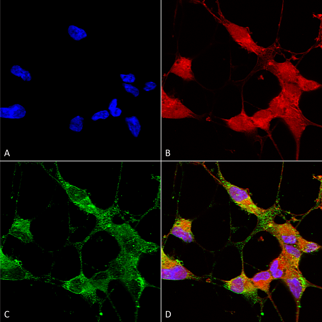 TRPC5 Antibody, Clone N67/15