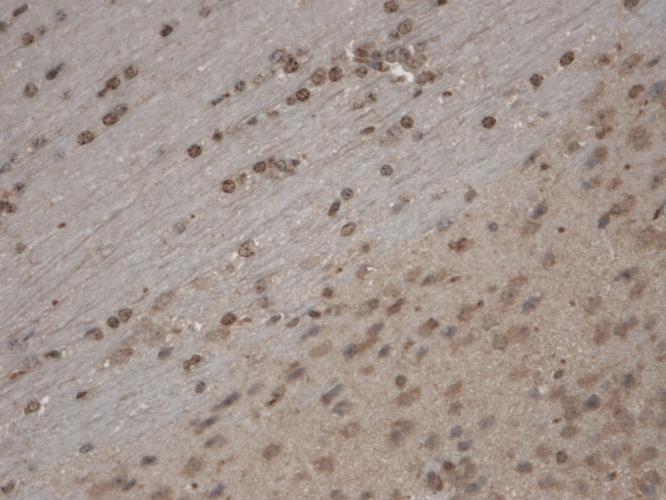 TRPC5 Antibody, Clone N67/15