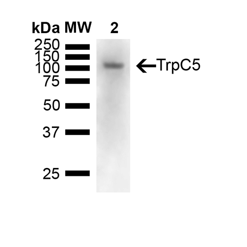 TRPC5 Antibody, Clone N67/15
