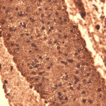 SMC-390_Sodium-Iodide-Symporter_Antibody_14F_IHC_Mouse_Thyroid_1.png