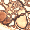 Mouse Anti-Sodium Iodide Symporter Antibody [14F] used in Immunohistochemistry (IHC) on Mouse Thyroid (SMC-390)
