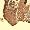 Mouse Anti-Sodium Iodide Symporter Antibody [14F] used in Immunohistochemistry (IHC) on Mouse Thyroid (SMC-390)