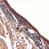 Mouse Anti-Sodium Iodide Symporter Antibody [14F] used in Immunohistochemistry (IHC) on Mouse Trachea (SMC-390)