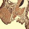 Mouse Anti-Sodium Iodide Symporter Antibody [14F] used in Immunohistochemistry (IHC) on Mouse Thyroid (SMC-391)