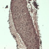 Mouse Anti-Sodium Iodide Symporter Antibody [14F] used in Immunohistochemistry (IHC) on Mouse Thyroid (SMC-391)