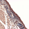 Mouse Anti-Sodium Iodide Symporter Antibody [14F] used in Immunohistochemistry (IHC) on Mouse Trachea (SMC-391)