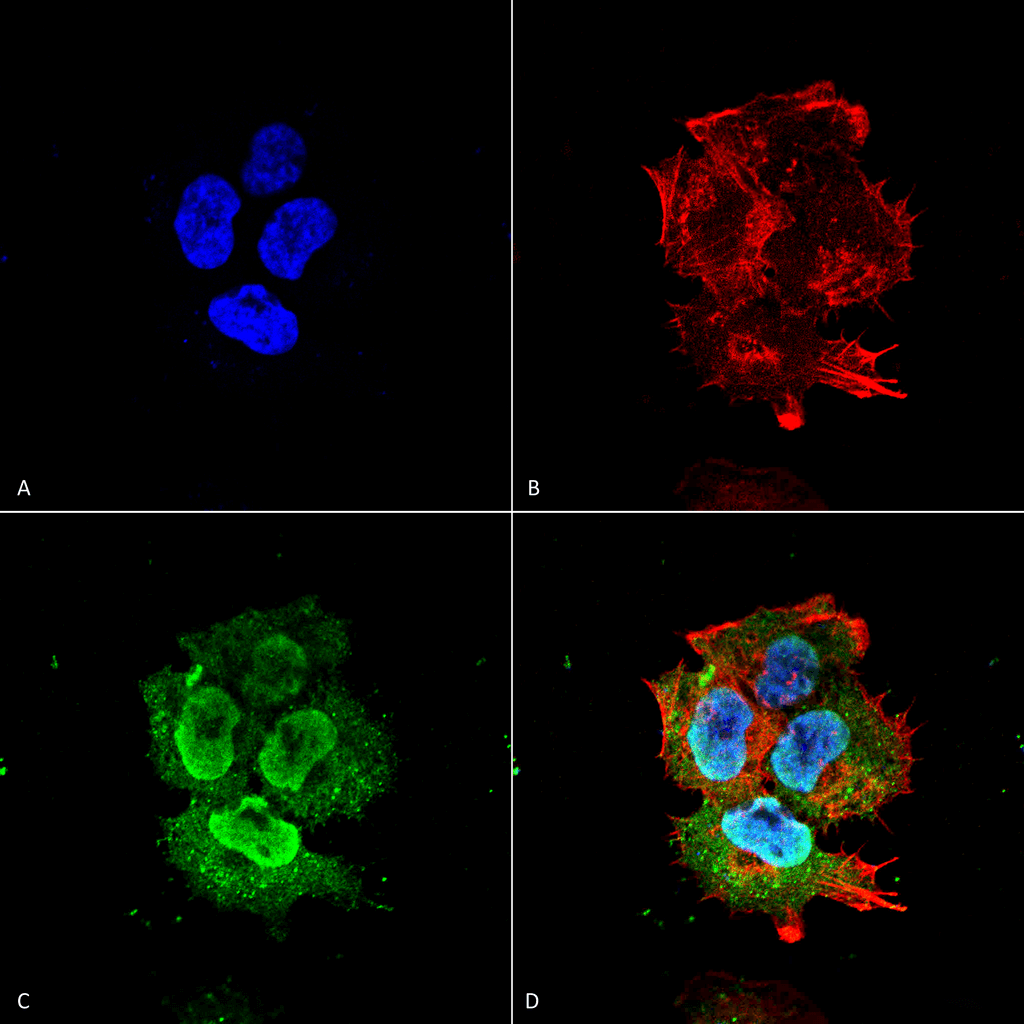 Mouse Anti-Synaptotagmin-7 Antibody [N275/14] used in Immunocytochemistry/Immunofluorescence (ICC/IF) on Human Neuroblastoma cell line (SK-N-BE) (SMC-424)