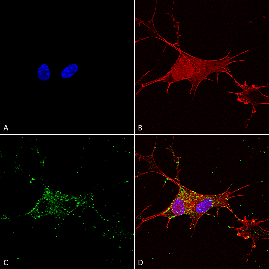 <p>Immunocytochemistry/Immunofluorescence analysis using Mouse Anti-Synaptotagmin-7 Monoclonal Antibody, Clone N275/14 (SMC-424). Tissue: Neuroblastoma cells (SH-SY5Y). Species: Human. Fixation: 4% PFA for 15 min. Primary Antibody: Mouse Anti-Synaptotagmin-7 Monoclonal Antibody (SMC-424) at 1:100 for overnight at 4°C with slow rocking. Secondary Antibody: AlexaFluor 488 at 1:1000 for 1 hour at RT. Counterstain: Phalloidin-iFluor 647 (red) F-Actin stain; Hoechst (blue) nuclear stain at 1:800, 1.6mM for 20 min at RT. (A) Hoechst (blue) nuclear stain. (B) Phalloidin-iFluor 647 (red) F-Actin stain. (C) Synaptotagmin-7 Antibody (D) Composite.</p>
