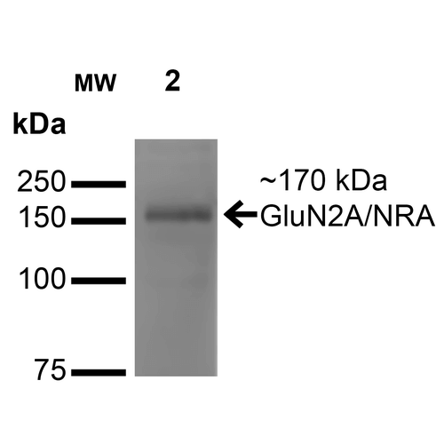 Mouse Anti-GluN2A/NR2A Antibody [N327/95] used in Western Blot (WB) on Monkey COS cells transfected with GFP-tagged NR2A (SMC-429)