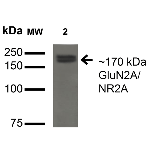 Mouse Anti-GluN2A/NR2A Antibody [N327A/38] used in Western Blot (WB) on Monkey COS cells transfected with GFP-tagged NR2A (SMC-434)