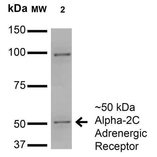 Mouse Anti-Alpha-2C Adrenergic Receptor Antibody [N330A/80] used in Western Blot (WB) on Monkey COS cells transfected with HA-tagged Alpha-2C (SMC-435)