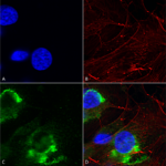 SMC-442_GFAP-R416WT_Antibody_N206B-9_ICC-IF_Human_Neuroblastoma-cells-SH-SY5Y-Composite-1.png