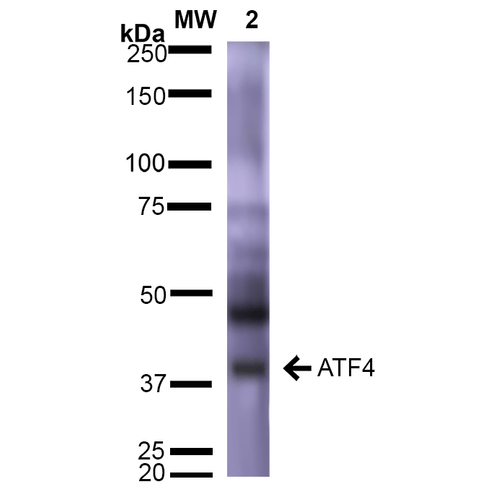 Anti-ATF4 Antibody [S360A-24] Monoclonal IgG2a