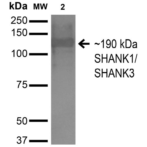 Mouse Anti-SHANK1/SHANK3 Antibody [N367/51] used in Western Blot (WB) on Monkey COS cells transfected with HA-tagged Shank1 (SMC-460)