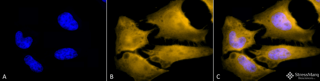 <p>Immunocytochemistry/Immunofluorescence analysis using Rat Anti-HSF1 Monoclonal Antibody, Clone 10H4 (SMC-476). Tissue: Heat Shocked cervical cancer cells (HeLa). Species: Human. Fixation: 2% Formaldehyde for 20 min at RT. Primary Antibody: Rat Anti-HSF1 Monoclonal Antibody (SMC-476) at 1:100 for 12 hours at 4°C. Secondary Antibody: R-PE Goat Anti-Rat (yellow) at 1:200 for 2 hours at RT. Counterstain: DAPI (blue) nuclear stain at 1:40000 for 2 hours at RT. Localization: Cytoplasm. Localizes to the nucleus upon activation. Magnification: 100x. (A) DAPI (blue) nuclear stain. (B) Anti-HSF1 Antibody. (C) Composite. Heat Shocked at 42°C for 1h.</p>
