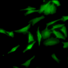 Rat Anti-HSF1 Antibody [10H4] used in Immunocytochemistry/Immunofluorescence (ICC/IF) on Human Heat Shocked cervical cancer cells (HeLa) (SMC-476)