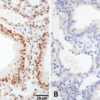 Rat Anti-HSF1 Antibody [10H4] used in Immunohistochemistry (IHC) on Mouse Lung (SMC-476)
