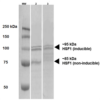 Rat Anti-HSF1 Antibody [10H4] used in Western Blot (WB) on Human A431 and HEK293 cell lysates (SMC-476)