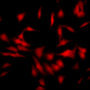 Rat Anti-HSF1 Antibody [4B4] used in Immunocytochemistry/Immunofluorescence (ICC/IF) on Human Heat Shocked cervical cancer cells (HeLa) (SMC-477)