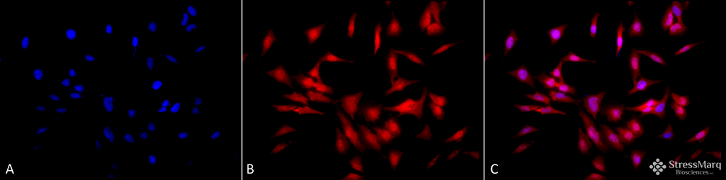 <p>Immunocytochemistry/Immunofluorescence analysis using Rat Anti-HSF1 Monoclonal Antibody, Clone 4B4 (SMC-477). Tissue: Heat Shocked cervical cancer cells (HeLa). Species: Human. Fixation: 2% Formaldehyde for 20 min at RT. Primary Antibody: Rat Anti-HSF1 Monoclonal Antibody (SMC-477) at 1:100 for 12 hours at 4°C. Secondary Antibody: APC Goat Anti-Rat (red) at 1:200 for 2 hours at RT. Counterstain: DAPI (blue) nuclear stain at 1:40000 for 2 hours at RT. Localization: Cytoplasm. Localizes to the nucleus upon activation. Magnification: 20x. (A) DAPI (blue) nuclear stain. (B) Anti-HSF1 Antibody. (C) Composite. Heat Shocked at 42°C for 1h.</p>
