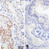 Rat Anti-HSF1 Antibody [4B4] used in Immunohistochemistry (IHC) on Mouse Lung (SMC-477)