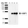 Rat Anti-HSF1 Antibody [4B4] used in Western Blot (WB) on Human Breast adenocarcinoma cell line (MCF7) (SMC-477)