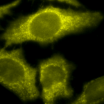 SMC-479_TCP1-alpha_Antibody_91a_ICC-IF_Human_Heat-Shocked-HeLa-Cells_100x_Composite.png