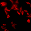 Rat Anti-TCP1-alpha Antibody [91a] used in Immunocytochemistry/Immunofluorescence (ICC/IF) on Human Heat Shocked cervical cancer cells (HeLa) (SMC-479)