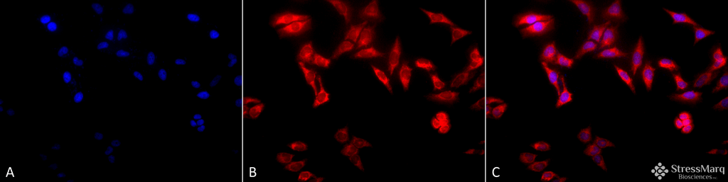 <p>Immunocytochemistry/Immunofluorescence analysis using Rat Anti-TCP1-alpha Monoclonal Antibody, Clone 91a (SMC-479). Tissue: Heat Shocked cervical cancer cells (HeLa). Species: Human. Fixation: 2% Formaldehyde for 20 min at RT. Primary Antibody: Rat Anti-TCP1-alpha Monoclonal Antibody (SMC-479) at 1:100 for 12 hours at 4°C. Secondary Antibody: APC Goat Anti-Rat (red) at 1:200 for 2 hours at RT. Counterstain: DAPI (blue) nuclear stain at 1:40000 for 2 hours at RT. Localization: Cytoplasm. Centrosome. Magnification: 20x. (A) DAPI (blue) nuclear stain. (B) Anti-TCP1-alpha Antibody. (C) Composite. Heat Shocked at 42°C for 1h.</p>
