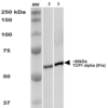 Rat Anti-TCP1 alpha Antibody [91a] used in Western Blot (WB) on Human A431 and HEK293 cell lysates (SMC-479)